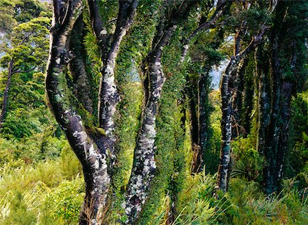 Hêtres arbres Fiordland National Park, South Island, Nouvelle-Zélande Photographie de stock - Rights-Managed, Code: 700-00161807