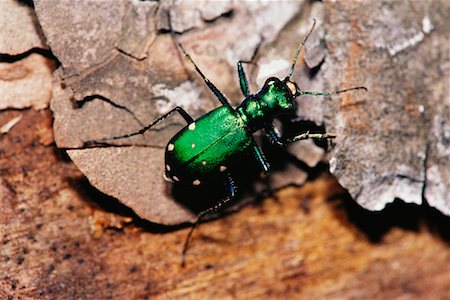 simsearch:700-00378113,k - Six-spotted Green Tiger Beetle Stock Photo - Rights-Managed, Code: 700-00161837