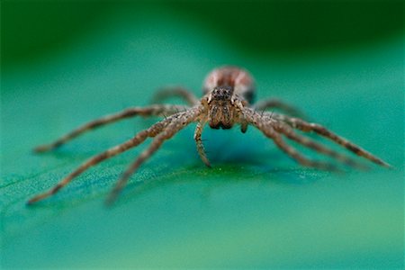 simsearch:700-00378113,k - Nursey Web Spider Stock Photo - Rights-Managed, Code: 700-00161838