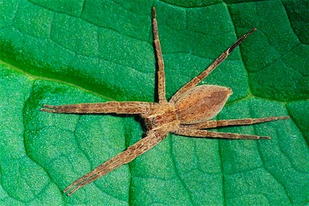 simsearch:700-00378113,k - Nursey Web Spider Stock Photo - Rights-Managed, Code: 700-00161839
