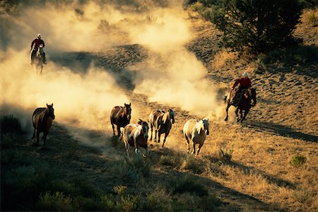 Horse Drive Foto de stock - Con derechos protegidos, Código: 700-00161946