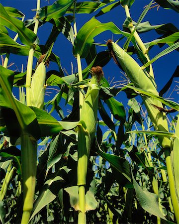 Corn Field Stock Photo - Rights-Managed, Code: 700-00161975