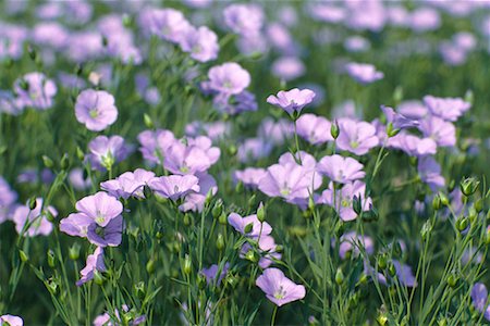 Blossoming Flax Stock Photo - Rights-Managed, Code: 700-00161973