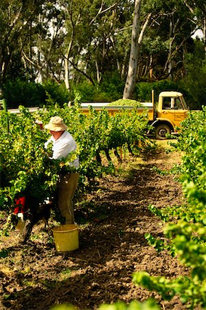 Picking Grapes Stock Photo - Rights-Managed, Code: 700-00161988