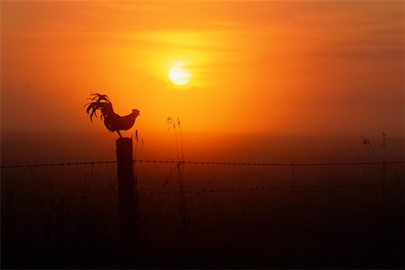 Rooster Foto de stock - Direito Controlado, Número: 700-00162002