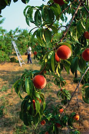 fruits in jordan - Peach Tree Stock Photo - Rights-Managed, Code: 700-00162018