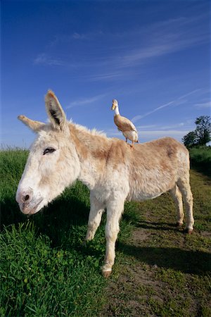 Duck on Donkey's Back Stock Photo - Rights-Managed, Code: 700-00162052