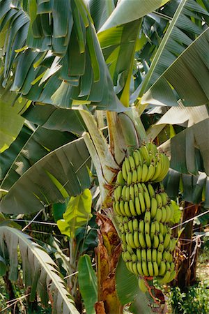 Banana Farm Stock Photo - Rights-Managed, Code: 700-00162090