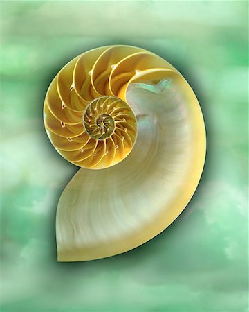 simsearch:600-00190985,k - Nautilus Shell Stock Photo - Rights-Managed, Code: 700-00162175