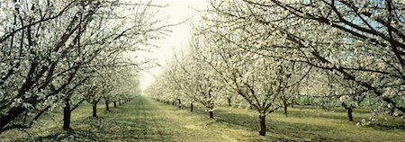 Almond Trees Fotografie stock - Rights-Managed, Codice: 700-00162233