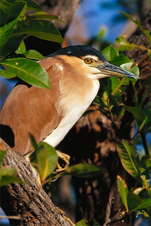 simsearch:862-03736320,k - Nanking Nacht Heron Kakadu National Park, Australien Stockbilder - Lizenzpflichtiges, Bildnummer: 700-00162488