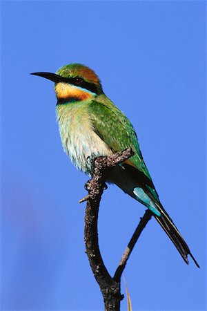 simsearch:700-00865322,k - Rainbow Bee-Eater Kakadu National Park, Australia Foto de stock - Direito Controlado, Número: 700-00162489