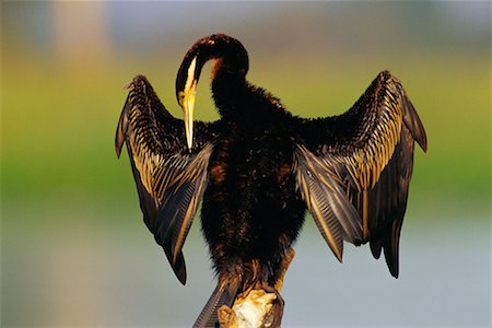 parque nacional de kakadu - Anhinga Perched on Branch Foto de stock - Direito Controlado, Número: 700-00162481