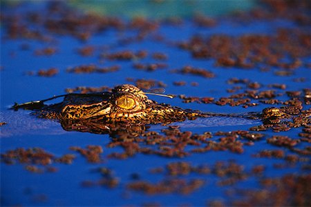 parque nacional de kakadu - Crocodile Kakadu National Park, Australia Foto de stock - Direito Controlado, Número: 700-00162494