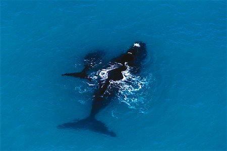 simsearch:841-06502306,k - Southern Right Whale Head of Bight, Australia Foto de stock - Con derechos protegidos, Código: 700-00162508