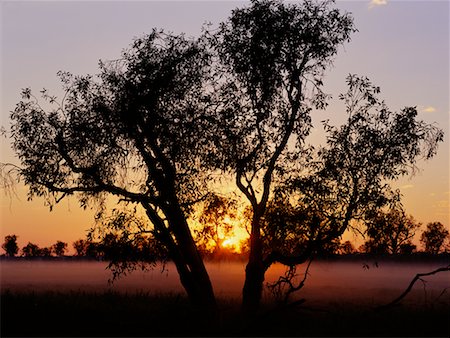 parque nacional de kakadu - Lone Tree Kakadu National Park, Australia Foto de stock - Direito Controlado, Número: 700-00162526