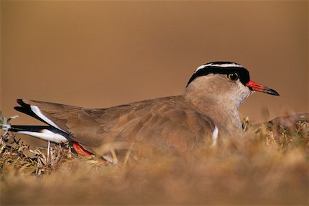 Crowned Plover Foto de stock - Con derechos protegidos, Código: 700-00162555