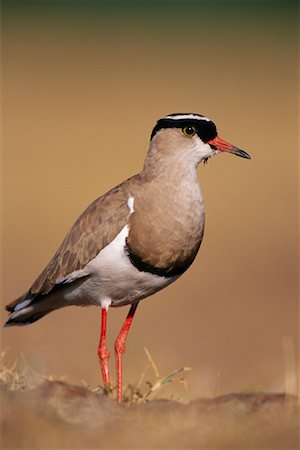 Crowned Plover Foto de stock - Con derechos protegidos, Código: 700-00162556