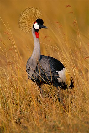 simsearch:700-00162800,k - Crowned Crane Fotografie stock - Rights-Managed, Codice: 700-00162552