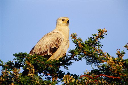 eagles perched on tree branch - Tawny Eagle in Tree Stock Photo - Rights-Managed, Code: 700-00162578