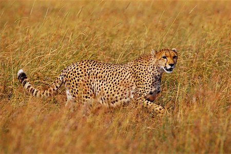 simsearch:700-00162772,k - Cheetah Stock Photo - Rights-Managed, Code: 700-00162587