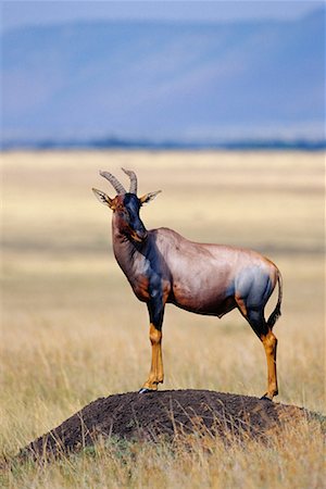 damaliscus korrigum - Topi Standing on Mound Stock Photo - Rights-Managed, Code: 700-00162614