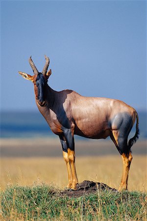 damaliscus korrigum - Nach obenIch stehend auf Mound Stockbilder - Lizenzpflichtiges, Bildnummer: 700-00162615