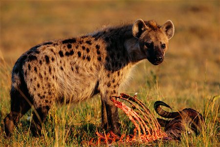 Hyena with Dead Animal Stock Photo - Rights-Managed, Code: 700-00162619