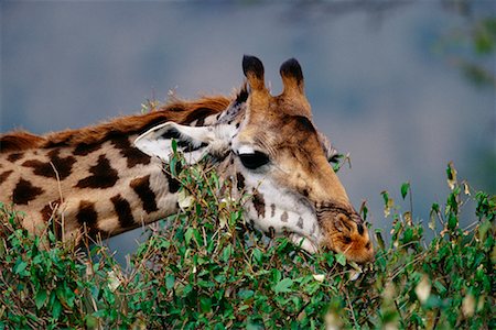 simsearch:700-00162611,k - Girafe mangeant Photographie de stock - Rights-Managed, Code: 700-00162613
