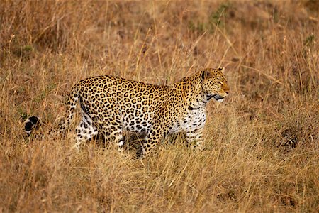 Leopard Walking Through Grass Stock Photo - Rights-Managed, Code: 700-00162644