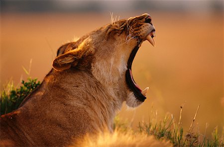 female lion lying down - Lioness Yawning Stock Photo - Rights-Managed, Code: 700-00162669