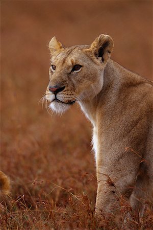 simsearch:700-00162588,k - Lioness Portrait Foto de stock - Con derechos protegidos, Código: 700-00162661