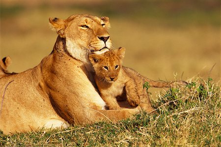 simsearch:700-00162690,k - Lioness and Cub Stock Photo - Rights-Managed, Code: 700-00162663