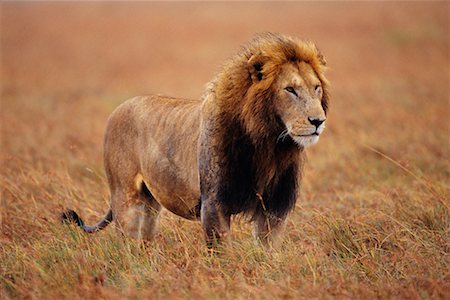 Lion debout dans l'herbe Photographie de stock - Rights-Managed, Code: 700-00162675