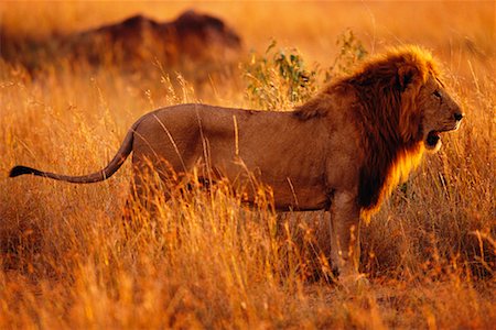 simsearch:700-00162663,k - Lion Standing in Grass, Marking Scent Foto de stock - Con derechos protegidos, Código: 700-00162676