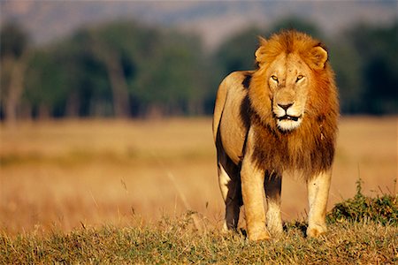 simsearch:700-00162663,k - Lion Standing in Field Foto de stock - Con derechos protegidos, Código: 700-00162679