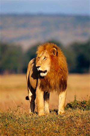 simsearch:700-00162663,k - Lion Standing in Field Foto de stock - Con derechos protegidos, Código: 700-00162680