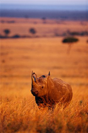 rinoceronte negro - Black Rhinoceros Masai Mara, Kenya, Africa Foto de stock - Con derechos protegidos, Código: 700-00162682