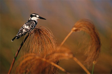 pied kingfisher - Pied Kingfisher Xigera, Botswana, Africa Stock Photo - Rights-Managed, Code: 700-00162707