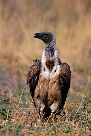 simsearch:700-00162800,k - White-Backed Vulture Fotografie stock - Rights-Managed, Codice: 700-00162714
