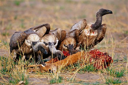 savuti - Vultures Eating Carcass Stock Photo - Rights-Managed, Code: 700-00162715