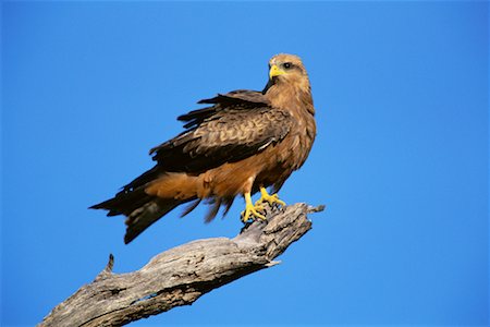 Bec jaune Kite Photographie de stock - Rights-Managed, Code: 700-00162735