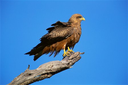 simsearch:700-00162734,k - Yellow Billed Kite Stock Photo - Rights-Managed, Code: 700-00162736