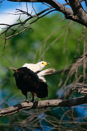 African Fish Eagle Duma Tau, Botswana, Africa Foto de stock - Con derechos protegidos, Código: 700-00162732