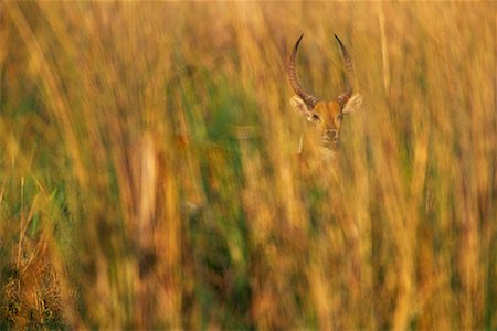 Lechwe in Tall Grass Foto de stock - Con derechos protegidos, Código: 700-00162742