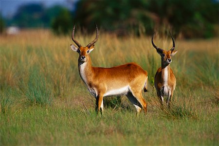 Lechwe in Field Foto de stock - Con derechos protegidos, Código: 700-00162743