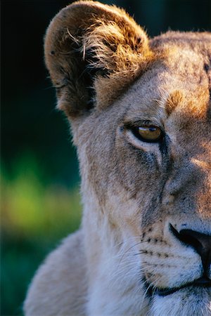 simsearch:700-00001647,k - Lioness Kwetsani, Botswana, Africa Foto de stock - Con derechos protegidos, Código: 700-00162764