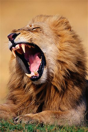 simsearch:400-05353672,k - Lion Yawning Stock Photo - Rights-Managed, Code: 700-00162766