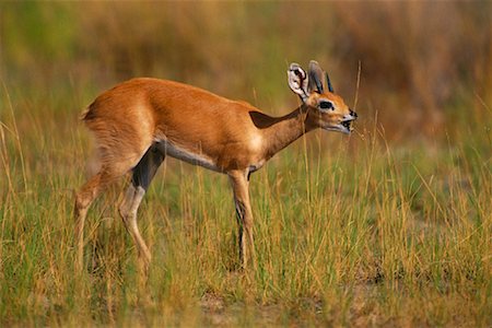 simsearch:700-00162704,k - Baby Steenbok Foto de stock - Con derechos protegidos, Código: 700-00162779