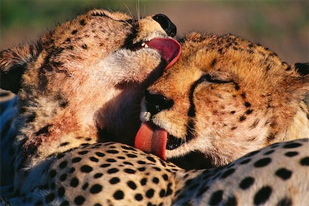 savuti - Cheetahs Grooming Each Other Stock Photo - Rights-Managed, Code: 700-00162773
